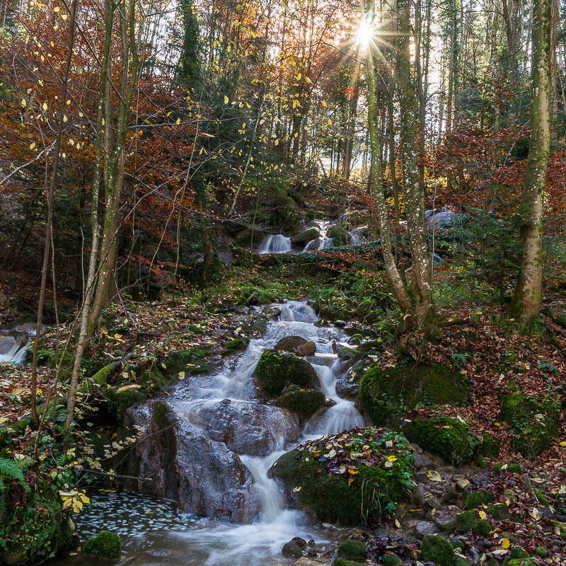 Wasser im Wald (Farbe)