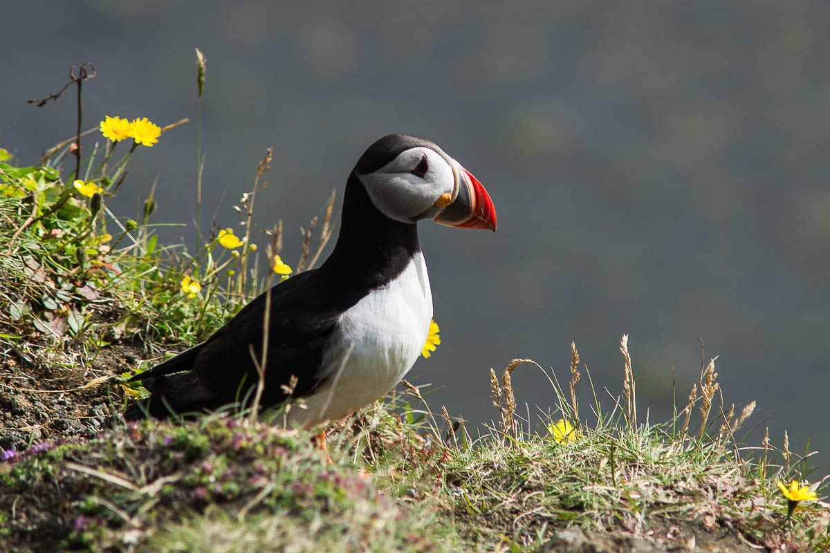 Island 2013 - Dyrhólaey