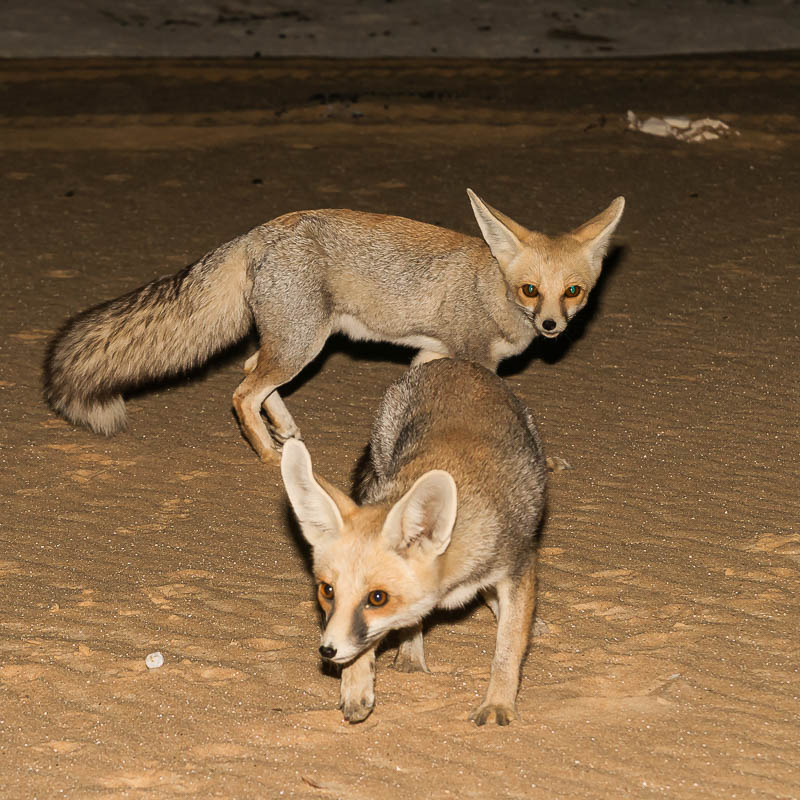 Die Weisse Wüste 2010 - Tag 4