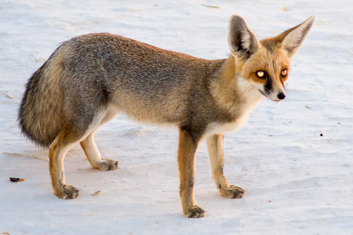 Die Weisse Wüste 2010 – Tag 5