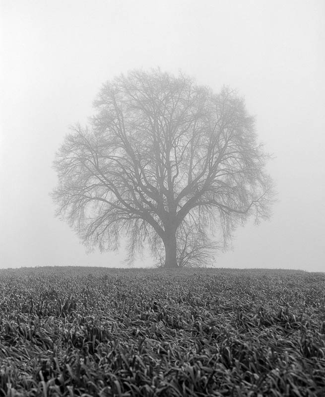 Bäume im Nebel (analog)