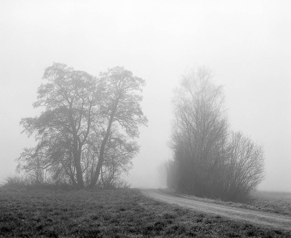 Bäume im Nebel (analog)