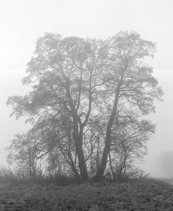 Bäume im Nebel (analog)