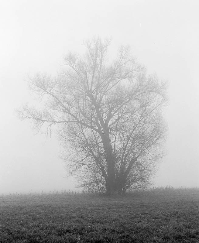 Bäume im Nebel (analog)