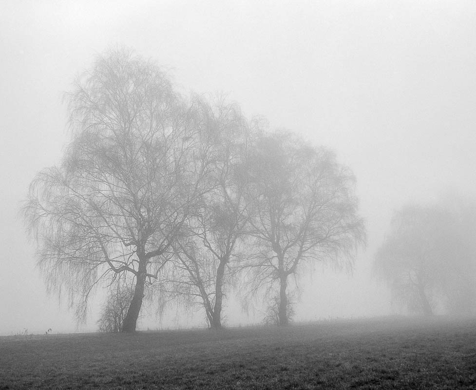 Bäume im Nebel (analog)