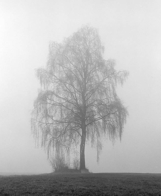 Bäume im Nebel (analog)