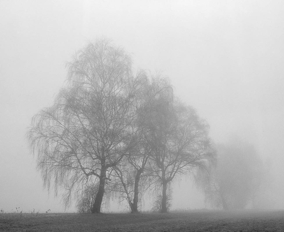 Bäume im Nebel (analog)