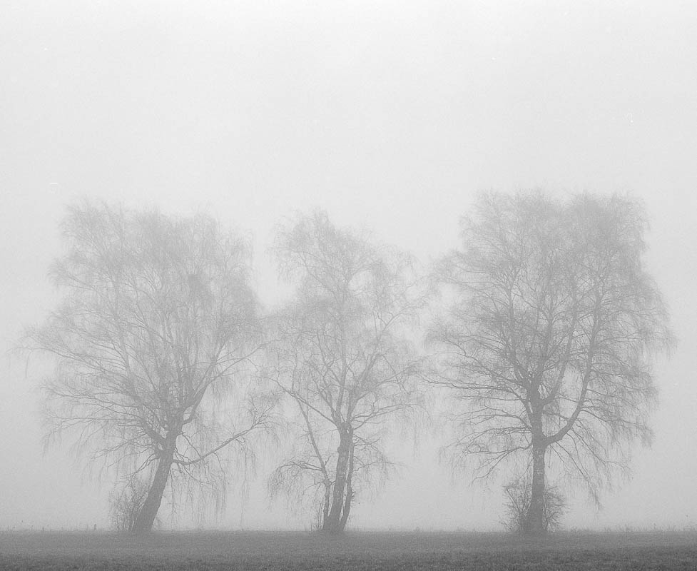 Bäume im Nebel (analog)