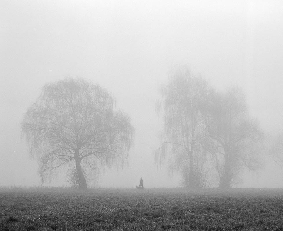 Bäume im Nebel (analog)