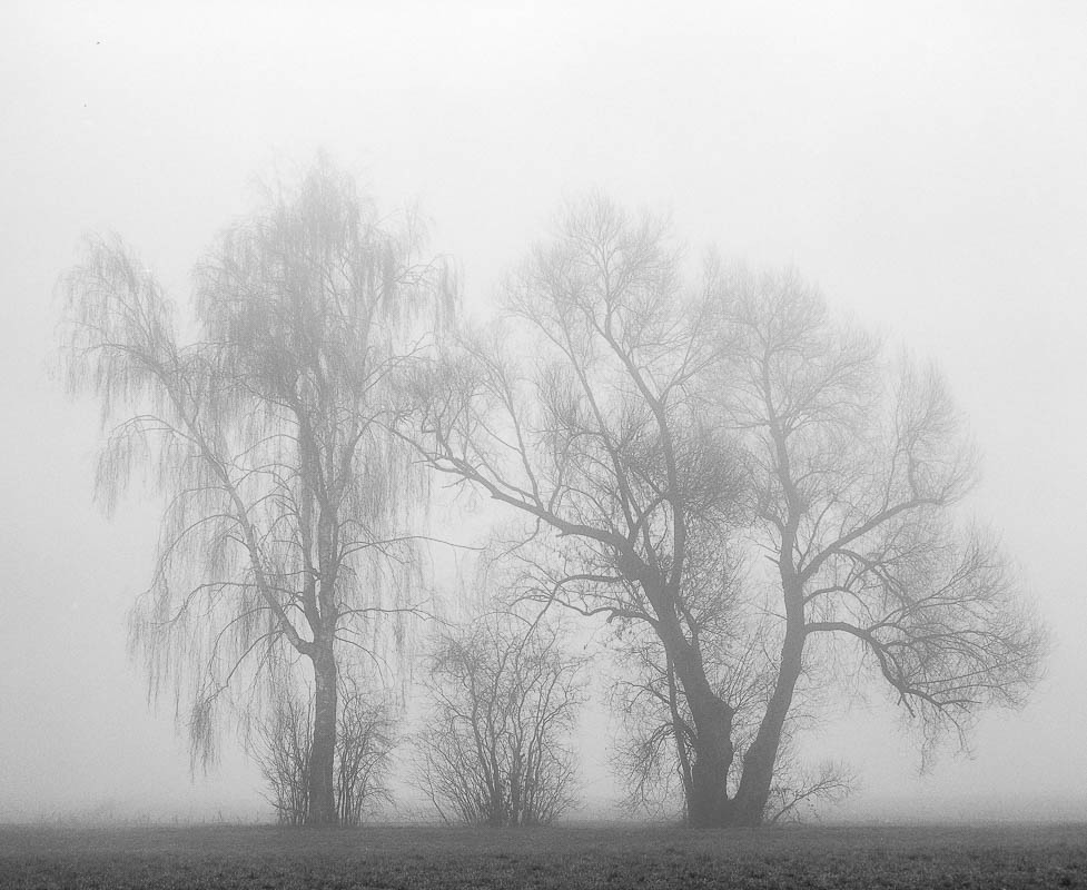 Bäume im Nebel (analog)