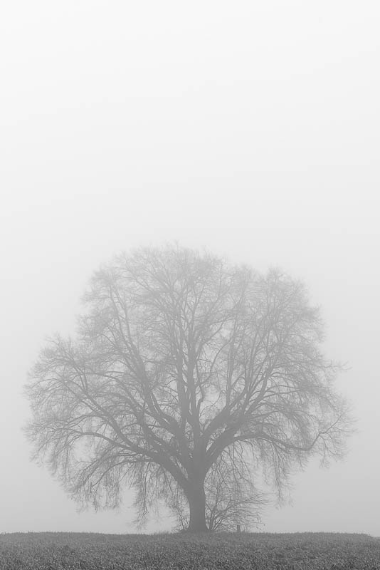 Bäume im Nebel (digital)