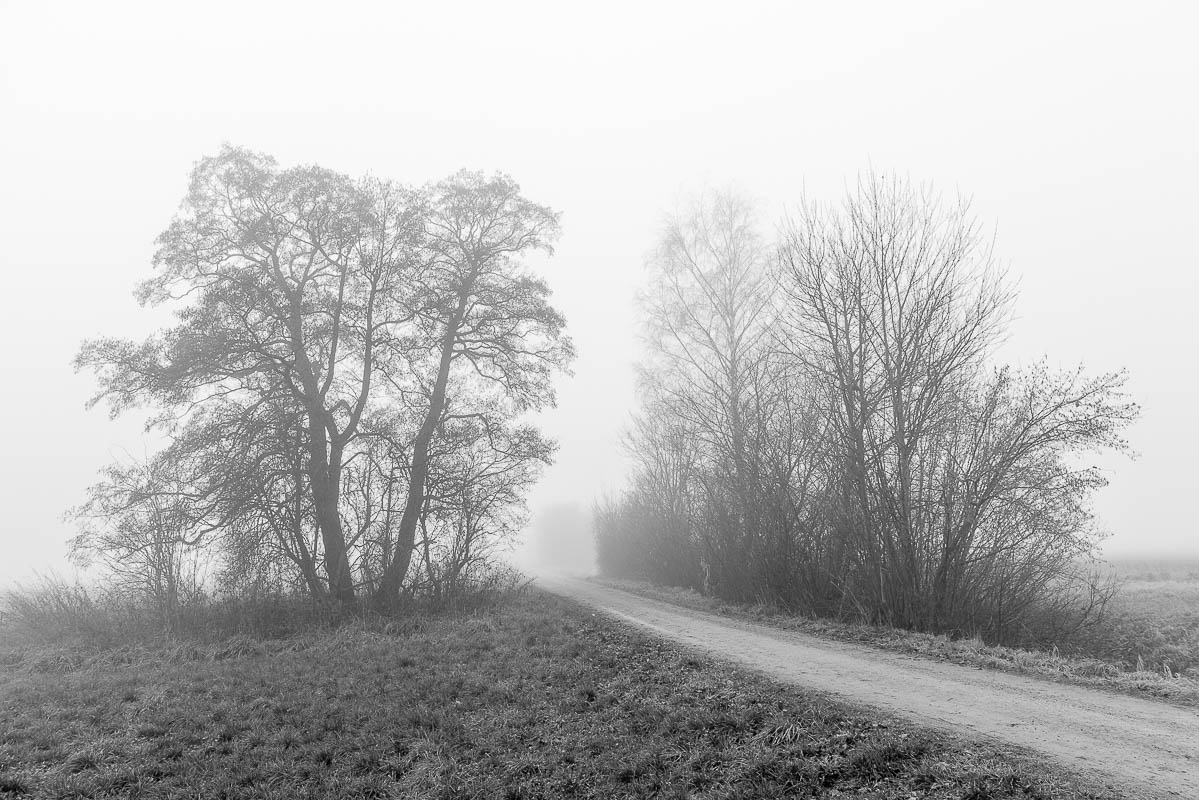 Bäume im Nebel (digital)