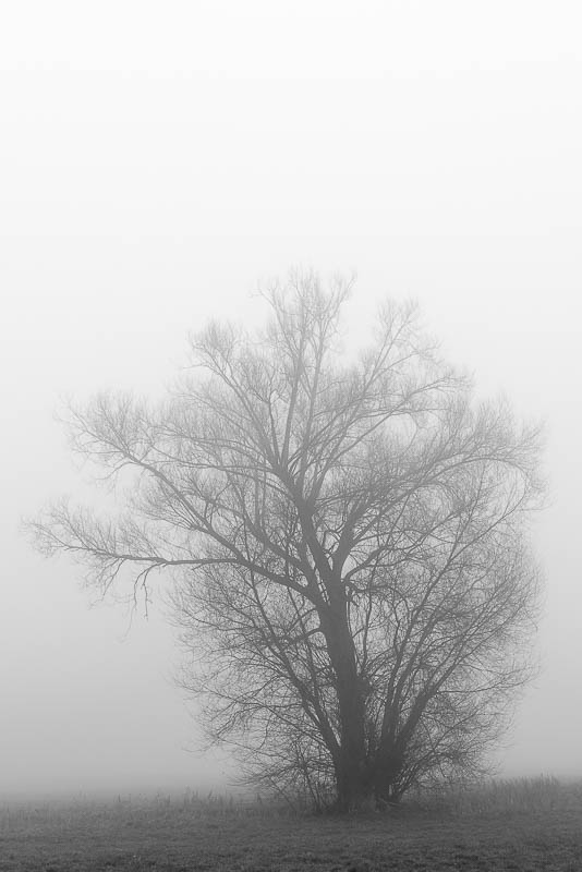 Bäume im Nebel (digital)