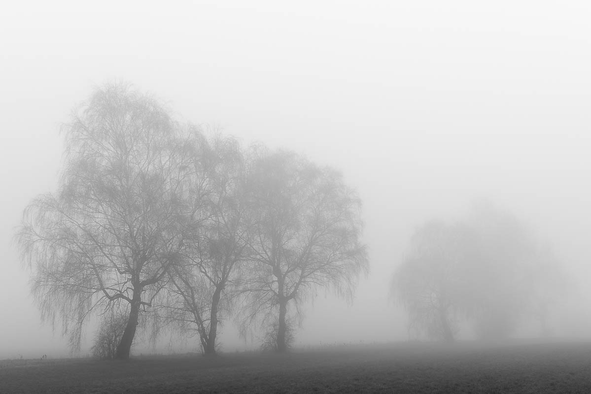 Bäume im Nebel (digital)