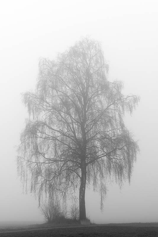Bäume im Nebel (digital)