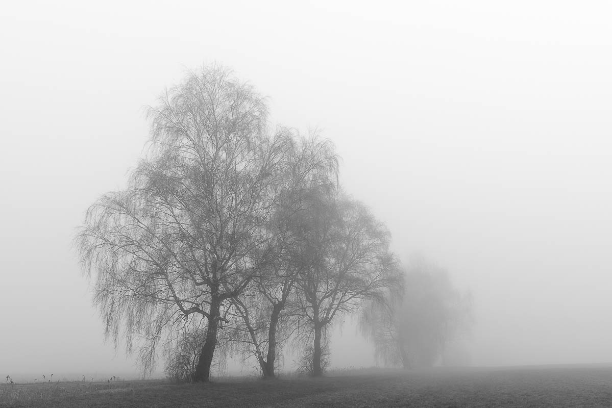 Bäume im Nebel (digital)