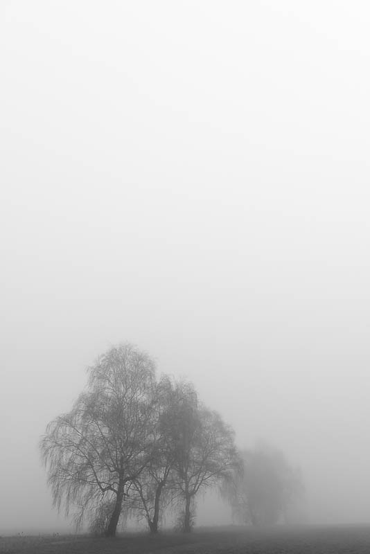 Bäume im Nebel (digital)