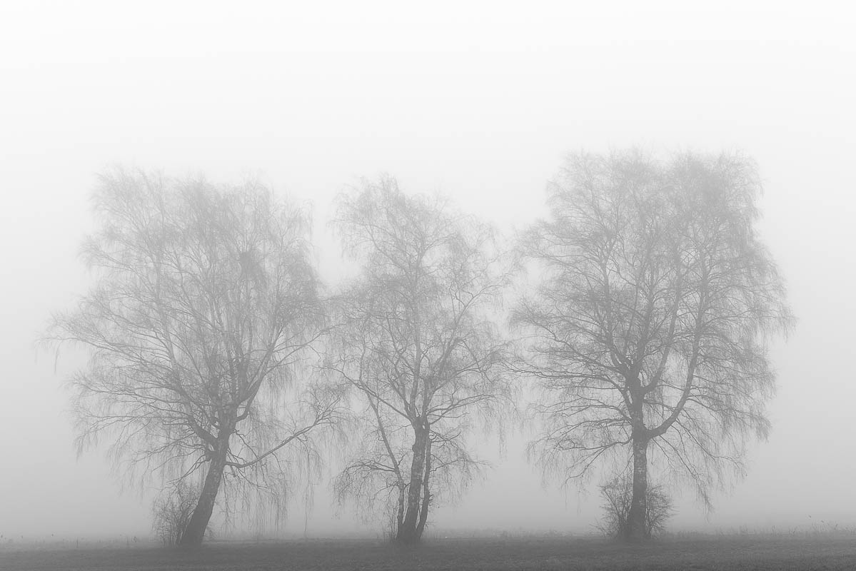 Bäume im Nebel (digital)