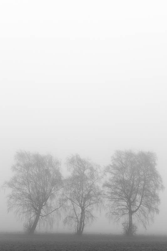 Bäume im Nebel (digital)