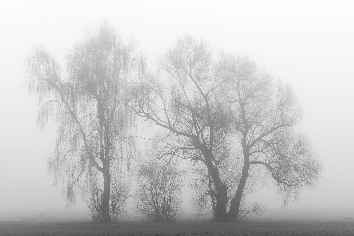 Bäume im Nebel (digital)