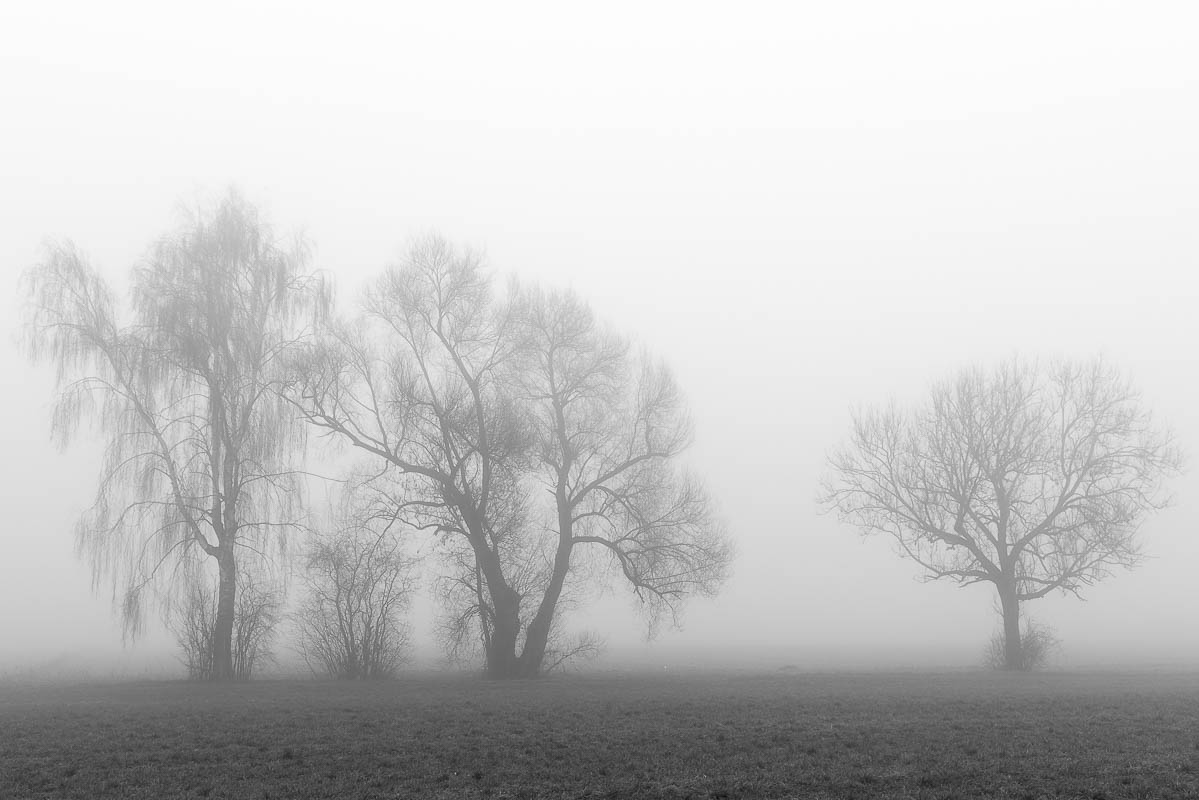 Bäume im Nebel (digital)