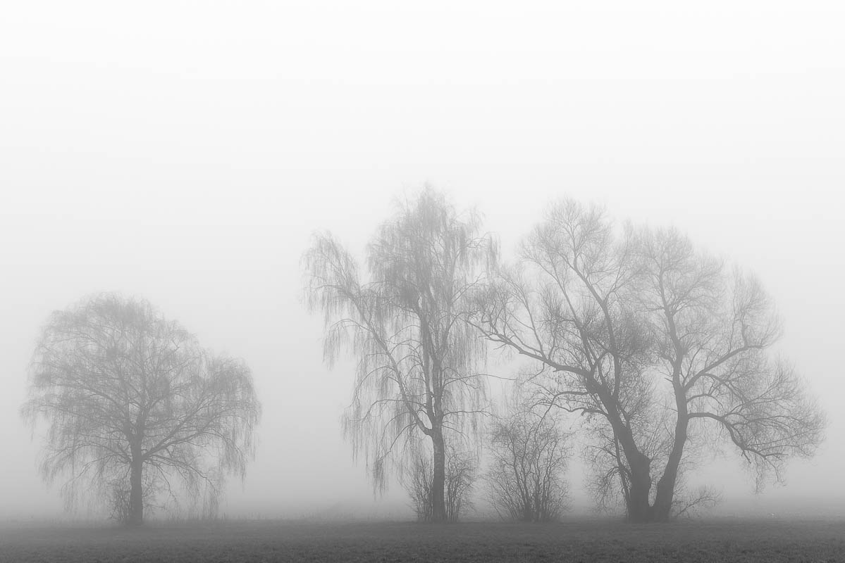 Bäume im Nebel (digital)