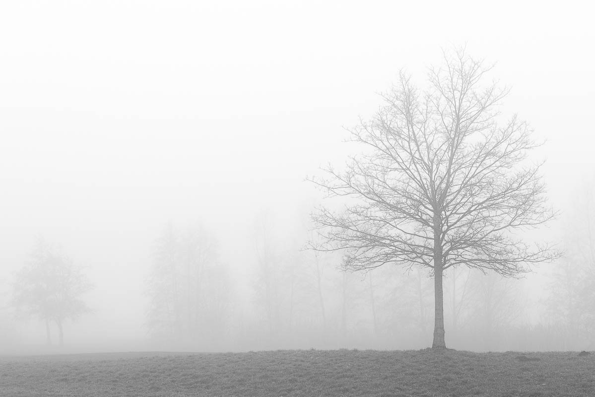 Bäume im Nebel (digital)