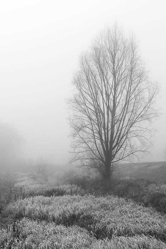 Bäume im Nebel (digital)