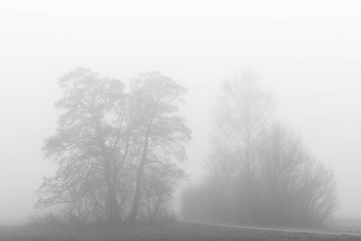 Bäume im Nebel (digital)