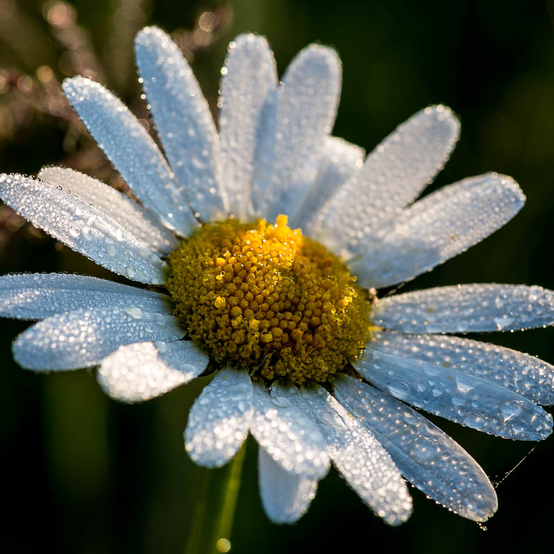 Nikon D800, 1/40 s bei Blende 11, ISO 100, 105 mm