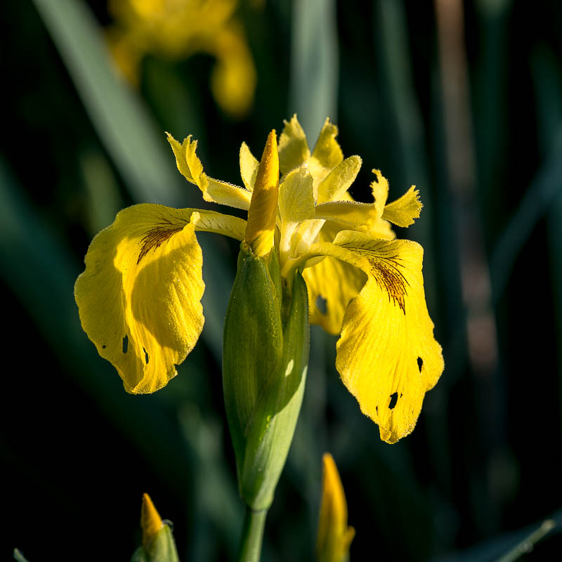 Nikon D800, 1/320 s bei Blende 8, ISO 280, 105 mm