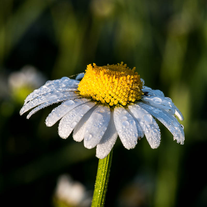 Nikon D800, 1/125 s bei Blende 13, ISO 220, 105 mm