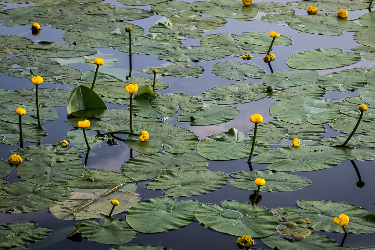 Nikon D800, 1/160 s bei Blende 8, ISO 360, 105 mm