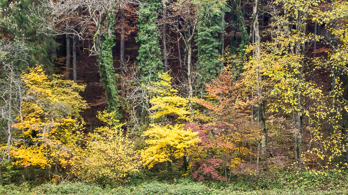 Kemptner Tobel im Herbst