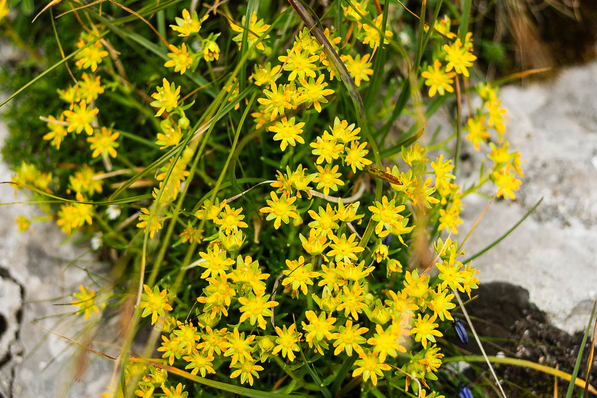 Säntis - Lisengrat - Altmann - Wildhaus