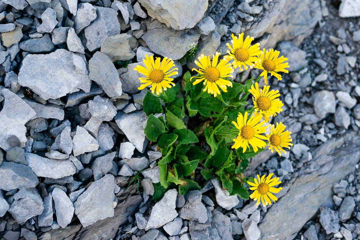 Säntis - Lisengrat - Altmann - Wildhaus