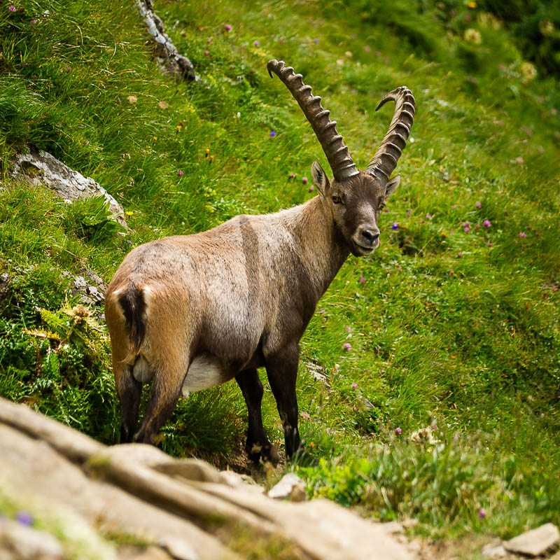 Säntis - Lisengrat - Altmann - Wildhaus