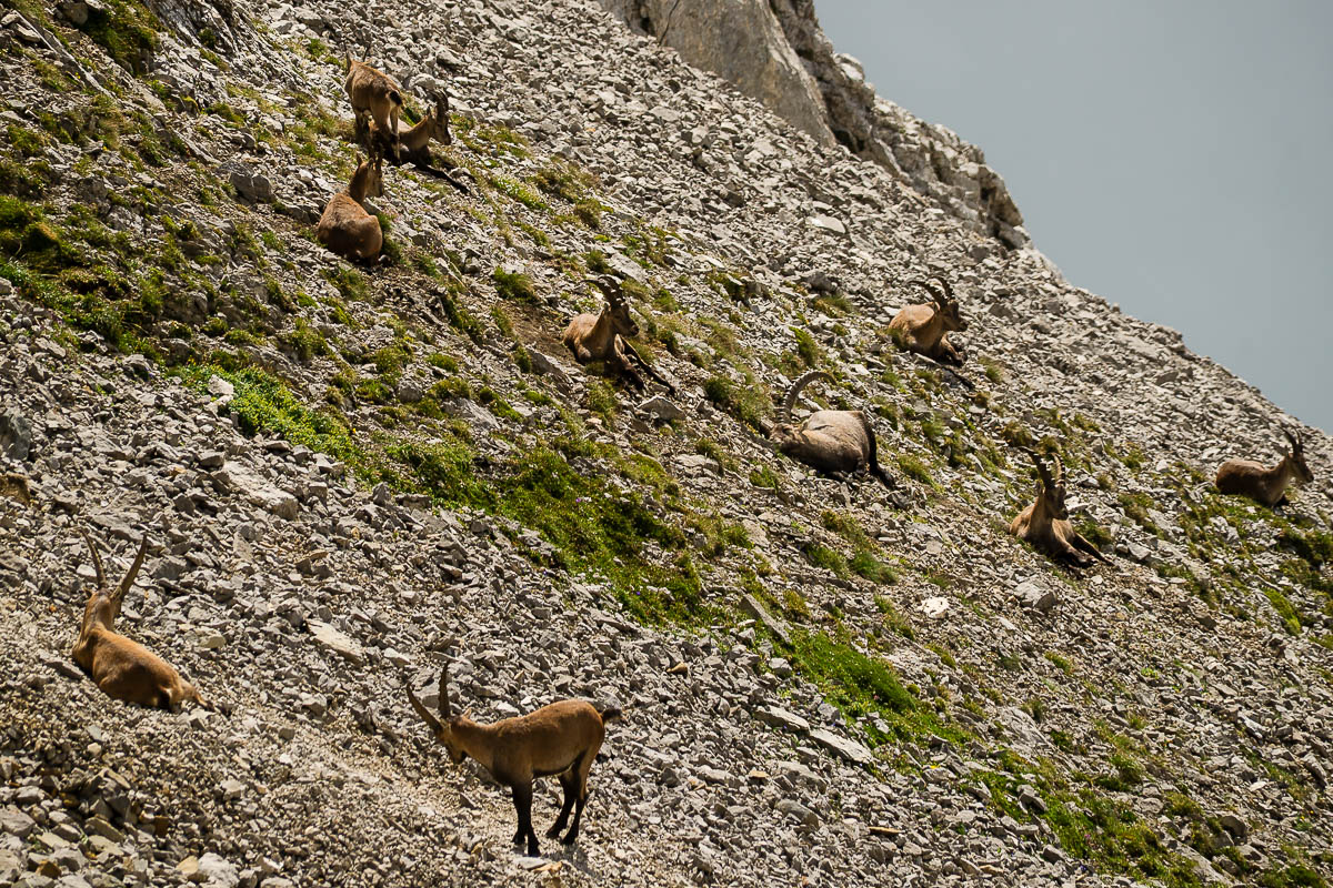 Säntis - Lisengrat - Altmann - Wildhaus