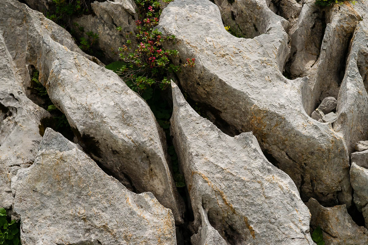 Säntis - Lisengrat - Altmann - Wildhaus