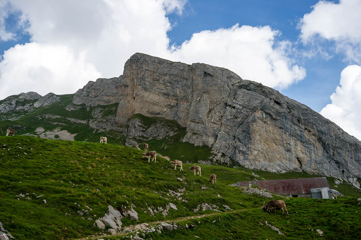 Säntis - Lisengrat - Altmann - Wildhaus