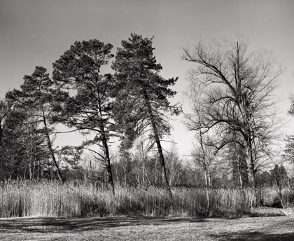 Im Moor am Katzensee