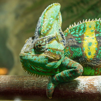 Ausstellung im Volkiland Januar 2011