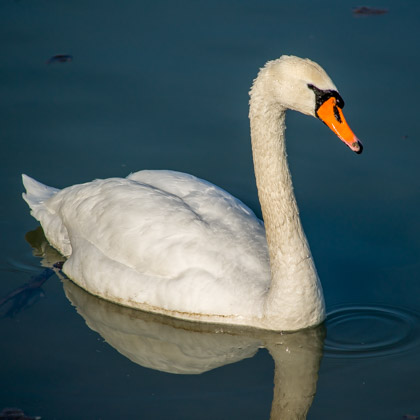 Höckerschwan am Klingnauer Stausee