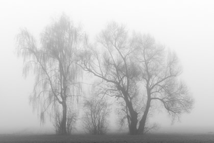 Bäume im Nebel