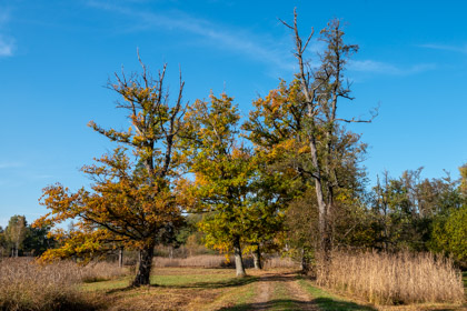 Herbst im Hänsiried am Katzensee